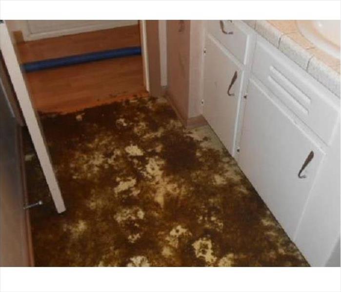sewage backup in a bathroom