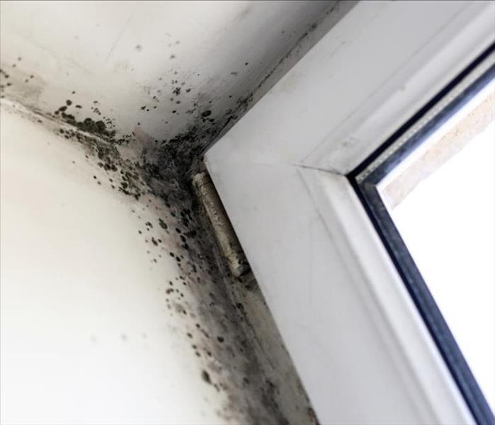 Mold on a white wall in the corner of a door way